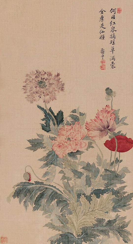 恽寿平 《罂粟花》