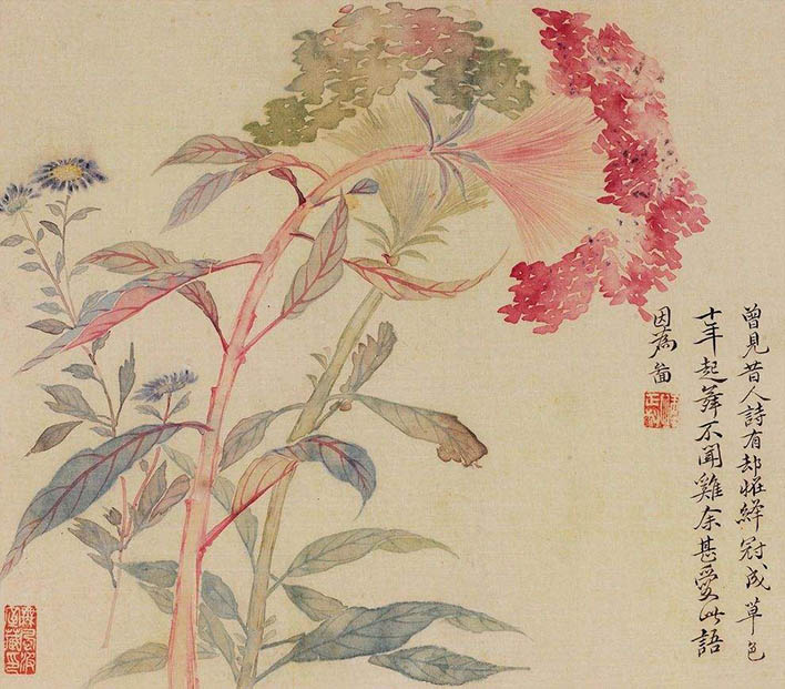恽寿平 《鸡冠花》