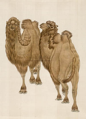 刘奎龄 《骆驼双杰》
