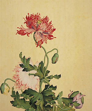 郎世宁 《罂粟》