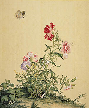 郎世宁 《康乃馨》