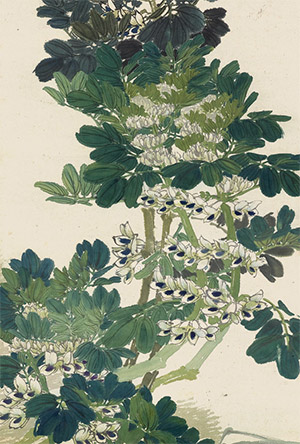 任伯年 《蚕豆花》