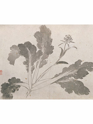 沈周 《墨菜图卷》