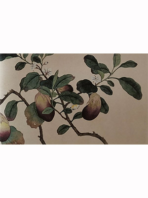 吴湖帆 《茄子》卷