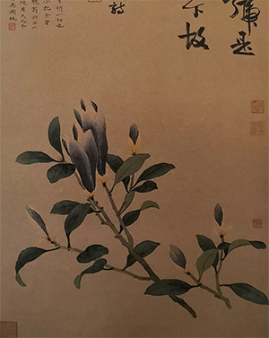 吴湖帆 《辛夷花》