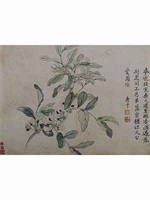 恽寿平 《蚕豆花》