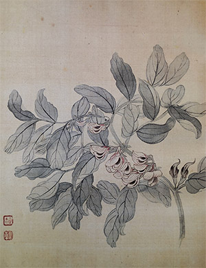 恽寿平 《蚕豆花》