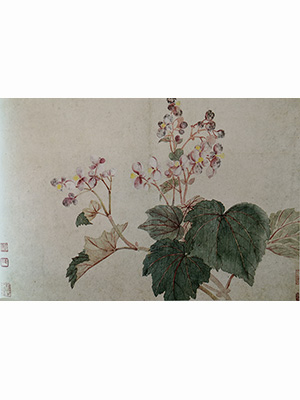 恽寿平 《秋海棠》