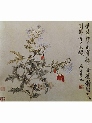 恽寿平 《紫花朱实》