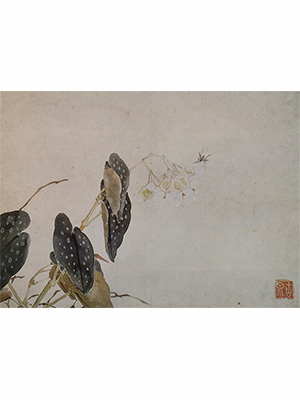 居廉 《斑叶秋海棠》