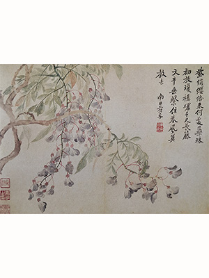 恽寿平 《紫藤》