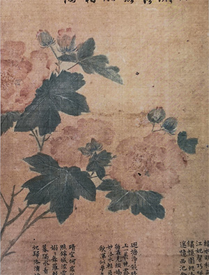 文征明 《芙蓉图》