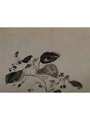 徐渭 《墨色秋海棠》