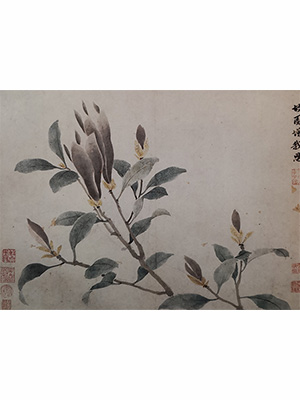 沈周 《辛夷花》