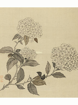 蒋廷锡 《墨色琼花》