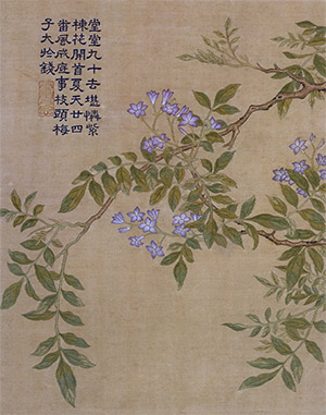 乾隆 《楝树花》