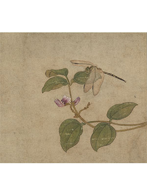 任仁发 《豆花蜻蜓》